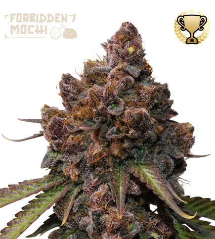 🪴 Forbidden Mochi© | Graines de cannabis Féminisées | Achetez sur Seedstockers.fr 🐿️