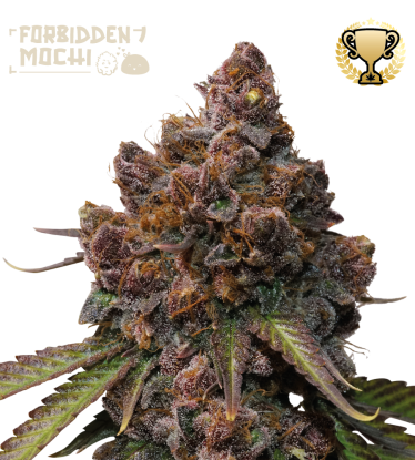 🪴 Forbidden Mochi© | Graines de cannabis Féminisées | Achetez sur Seedstockers.fr 🐿️