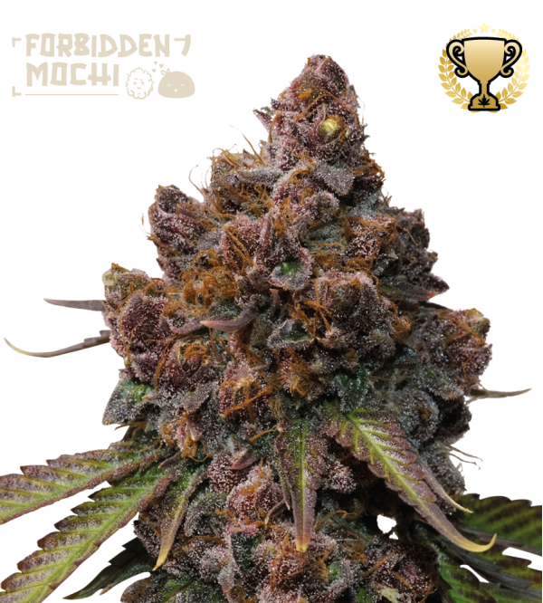 🪴 Forbidden Mochi© | Graines de cannabis Féminisées | Achetez sur Seedstockers.fr 🐿️