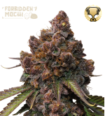 🪴 Forbidden Mochi© | Graines de cannabis Féminisées | Achetez sur Seedstockers.fr 🐿️