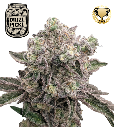 🪴 Drizl Pickl© | Graines de cannabis féminisées | Seedstockers.fr 🐿️