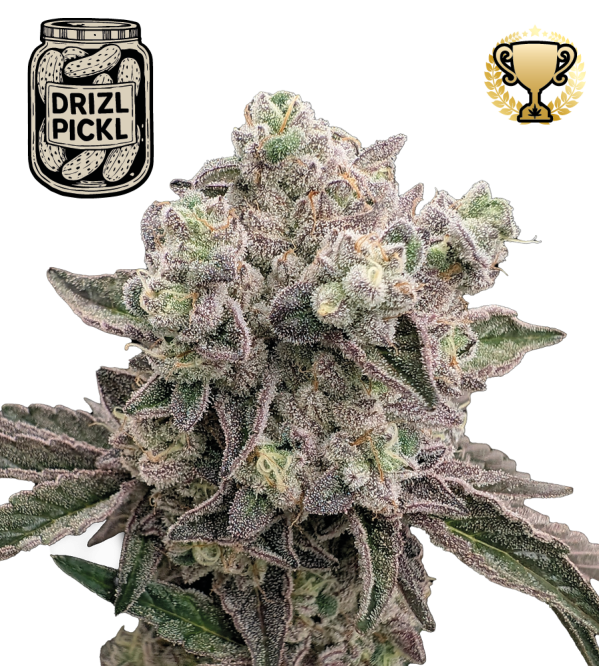 🪴 Drizl Pickl© | Graines de cannabis féminisées | Seedstockers.fr 🐿️