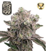 🪴 Drizl Pickl© | Graines de cannabis féminisées | Seedstockers.fr 🐿️