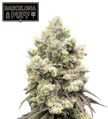 🪴 Barcelona Puff© | Graines Féminisées de Cannabis | Seedstockers.fr 🐿️