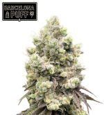 🪴 Barcelona Puff© | Graines Féminisées de Cannabis | Seedstockers.fr 🐿️