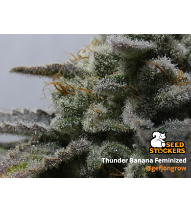 🪴 Thunder Banana© | Graines de cannabis Féminisées | Achetez sur Seedstockers.fr 🐿️