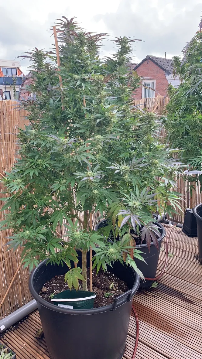 plante femelle d'AK420 en floraison sur un toit-terrasse