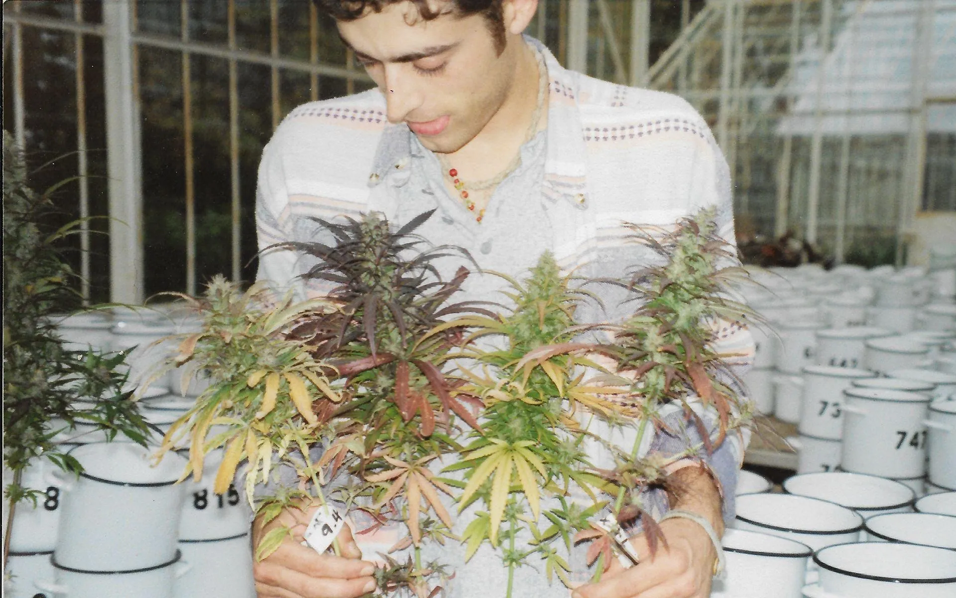 Sasha The Joint Doctor tenant différentes plantes de cannabis à autofloraison de première génération, façon lowryder