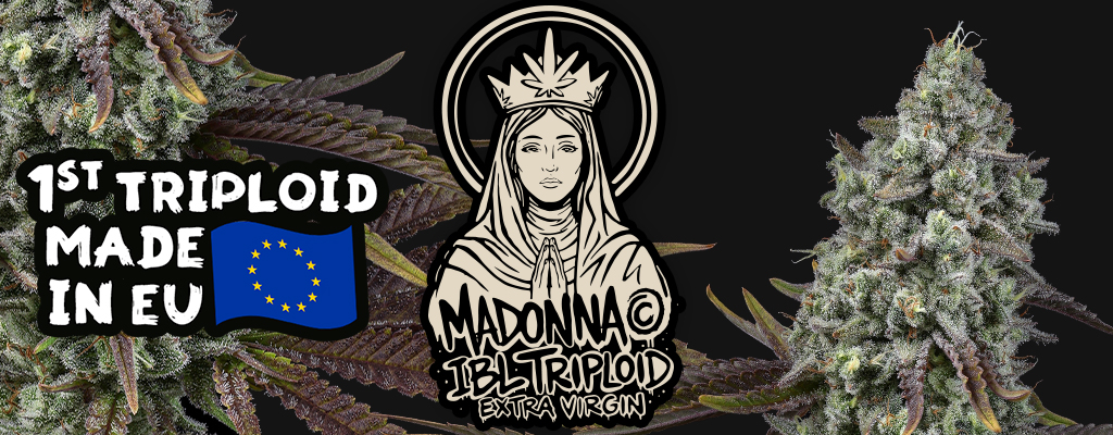 Madonna tripoid seeds