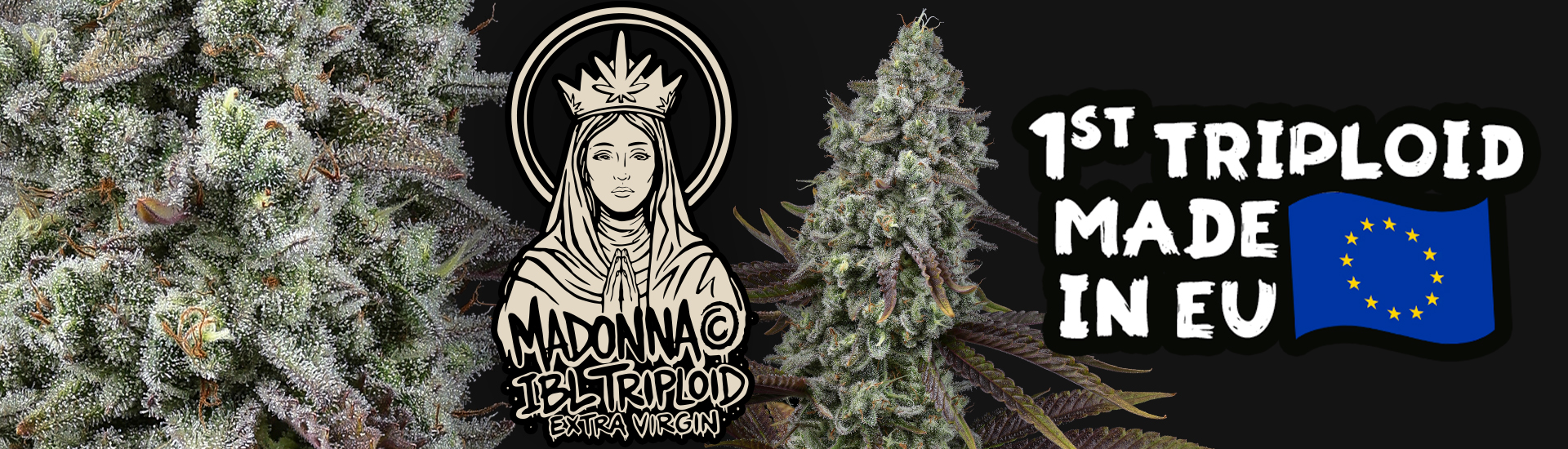 Madonna tripoid seeds