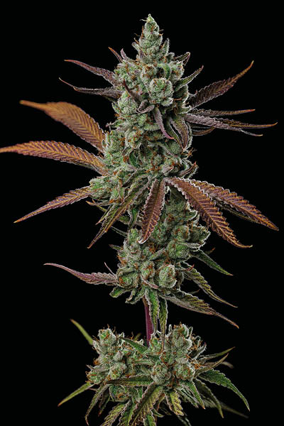 Sagrada Amnesia de Seedstockers img