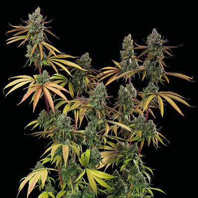 Sagrada Amnesia de Seedstockers img