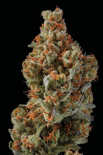 Sagrada Amnesia de Seedstockers img