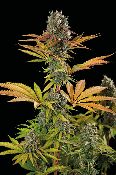 Big Yeti Feminized